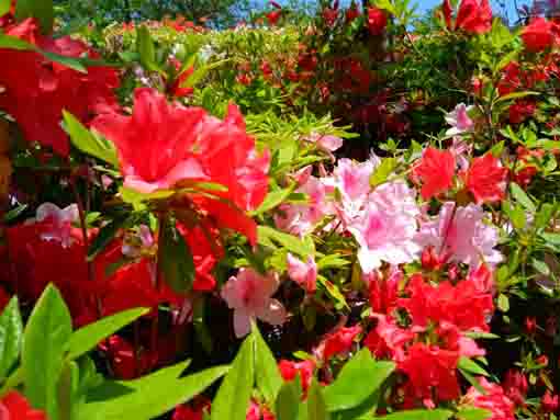 なぎさ公園に咲くツツジの花１４