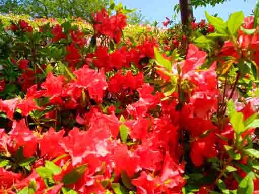 なぎさ公園に咲くツツジの花１５