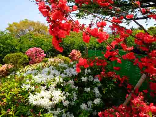 なぎさ公園に咲くツツジの花１６