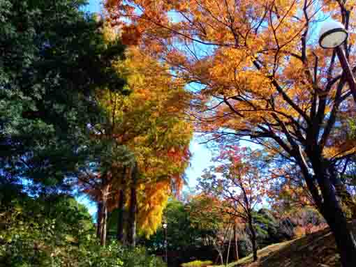 なぎさ公園の紅葉した木々３