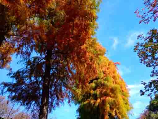 令和３年秋江戸川区なぎさ公園の紅葉２