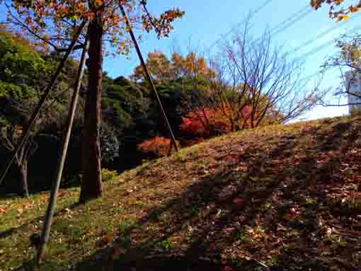 なぎさ公園の紅葉した木々４