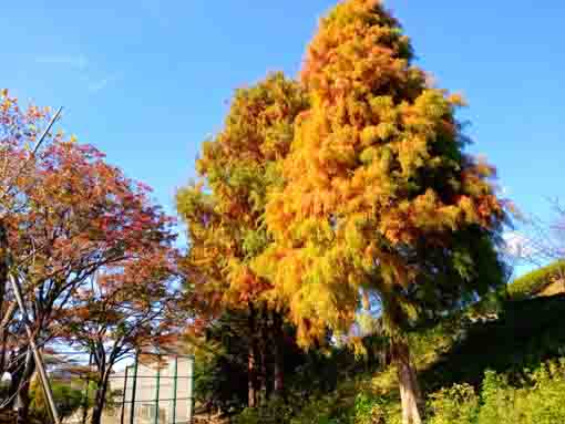 令和３年秋江戸川区なぎさ公園の紅葉１