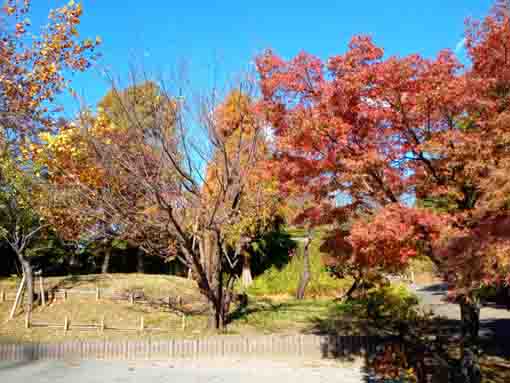 総合リクリエーション公園