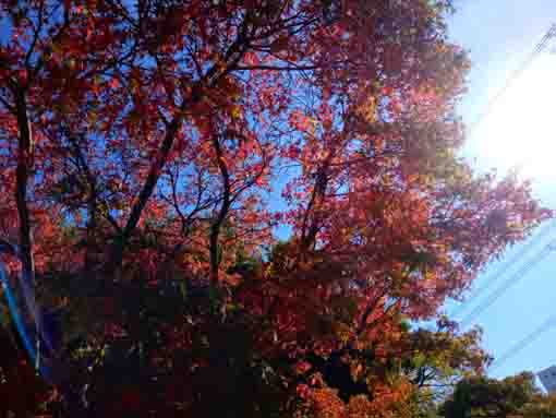 令和３年秋江戸川区なぎさ公園の紅葉６