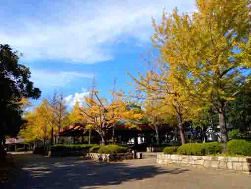 なぎさ公園の銀杏並木