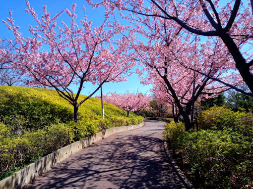 令和６年なぎさ公園」満開の河津桜１