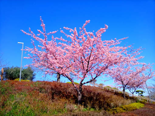 令和６年なぎさ公園」満開の河津桜２