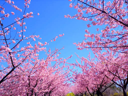 令和６年なぎさ公園」満開の河津桜３