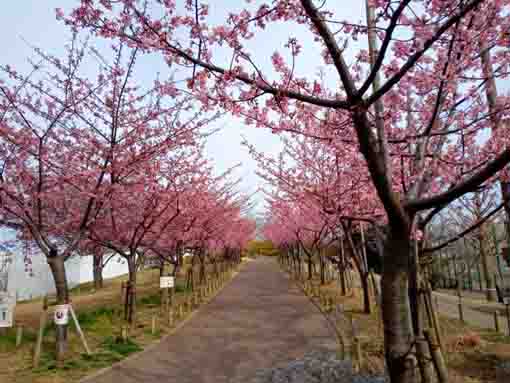 なぎさ公園に咲く河津桜１