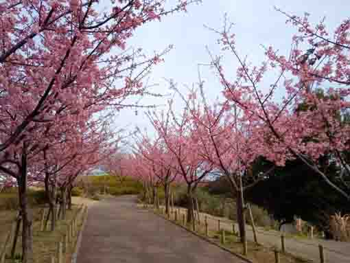 令和４年なぎさ公園の河津桜２