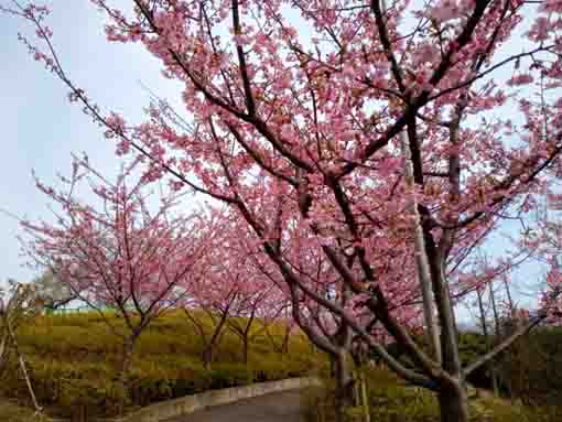 なぎさ公園に咲く河津桜の花2