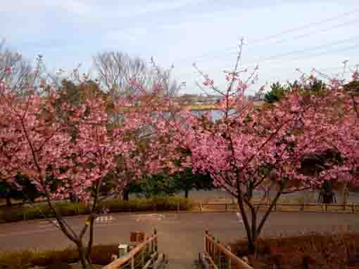 なぎさ公園に咲く河津桜の花3