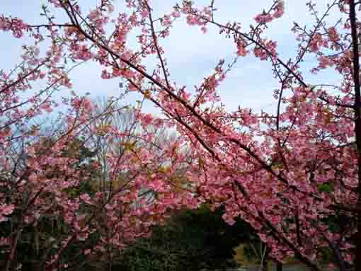 なぎさ公園に咲く河津桜の花4