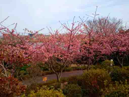 なぎさ公園に咲く河津桜５