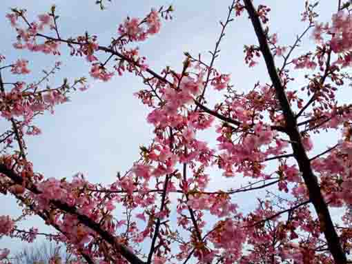 なぎさ公園に咲く河津桜６