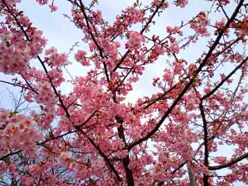 なぎさ公園に咲く河津桜７