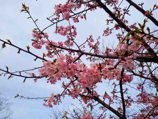 なぎさ公園に咲く河津桜８