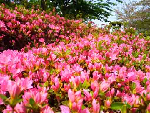 なぎさ公園に咲くツツジの花１０