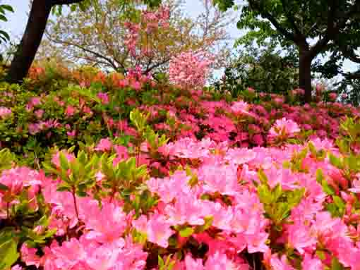 なぎさ公園に咲くツツジの花１１