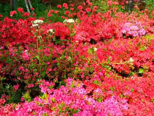 なぎさ公園に咲くツツジの花１２