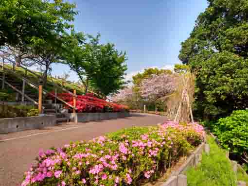 なぎさ公園に咲くツツジの花１