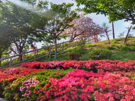 なぎさ公園に咲くツツジの花２