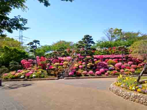 なぎさ公園に咲くツツジの花３