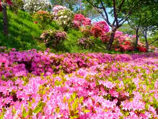 なぎさ公園に咲くツツジの花４