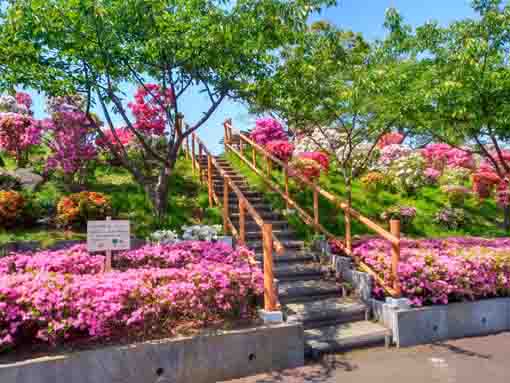 なぎさ公園に咲くツツジの花５