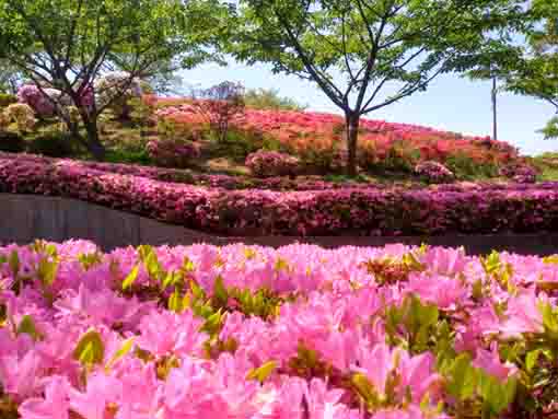 なぎさ公園に咲くツツジの花６