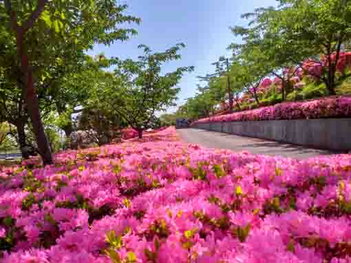 なぎさ公園に咲く紫陽花