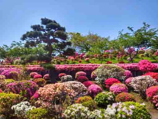 なぎさ公園に咲くツツジの花７