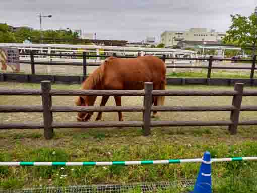 なぎさポニーランドの馬