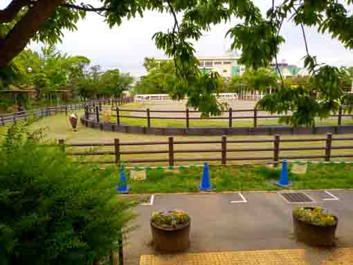 なぎさポニーランド遠景