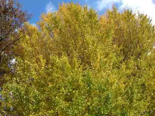 the colored crying gingko tree