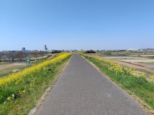 �ߘa�W�N�]�ː�y���ɍ炭�؂̉ԂR