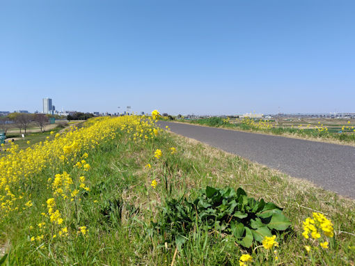 �ߘa�W�N�]�ː�y���ɍ炭�؂̉ԂS