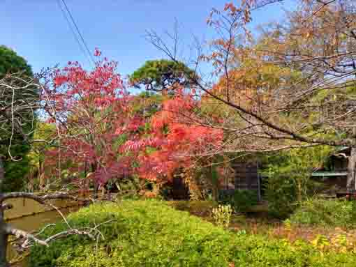 一之江名主屋敷の紅葉２