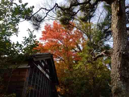 令和３年一之江名主屋敷の秋の風景４