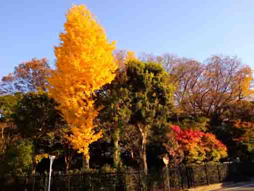一之江名主屋敷を彩る紅葉した木々１