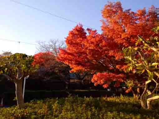 一之江名主屋敷を彩る紅葉した木々２