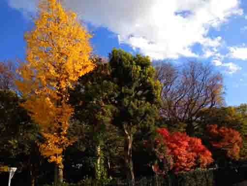 令和３年一之江名主屋敷の秋の風景５
