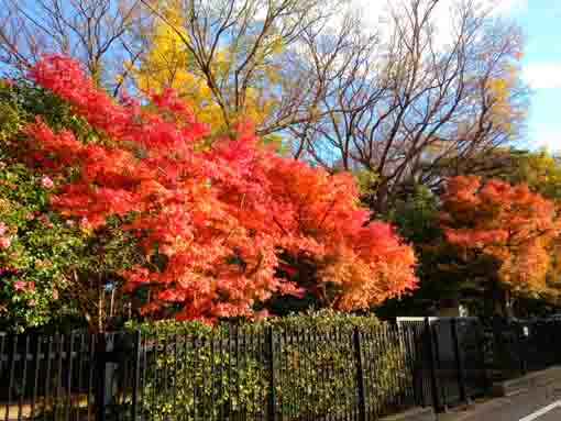 一之江名主屋敷を彩る紅葉した木々３