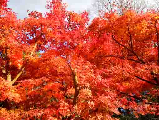 一之江名主屋敷を彩る紅葉した木々４