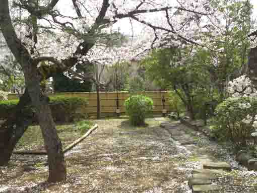 一之江名主屋敷門前坪庭の桜