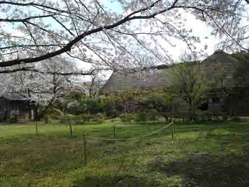 一之江名主屋庭園の桜