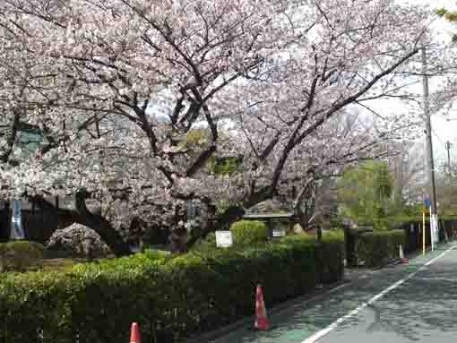 一之江名主屋敷門前に咲く桜の花
