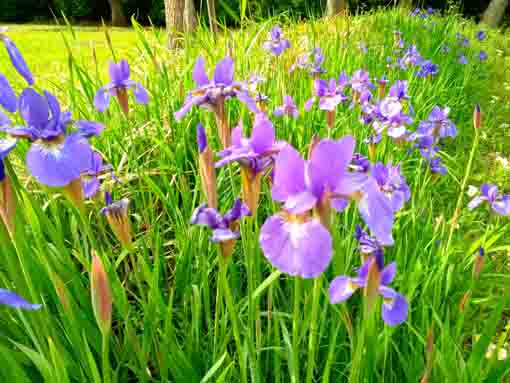 一之江名主屋敷に咲く菖蒲の花々１