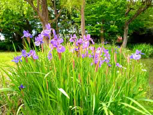 一之江名主屋敷に咲く菖蒲の花々２